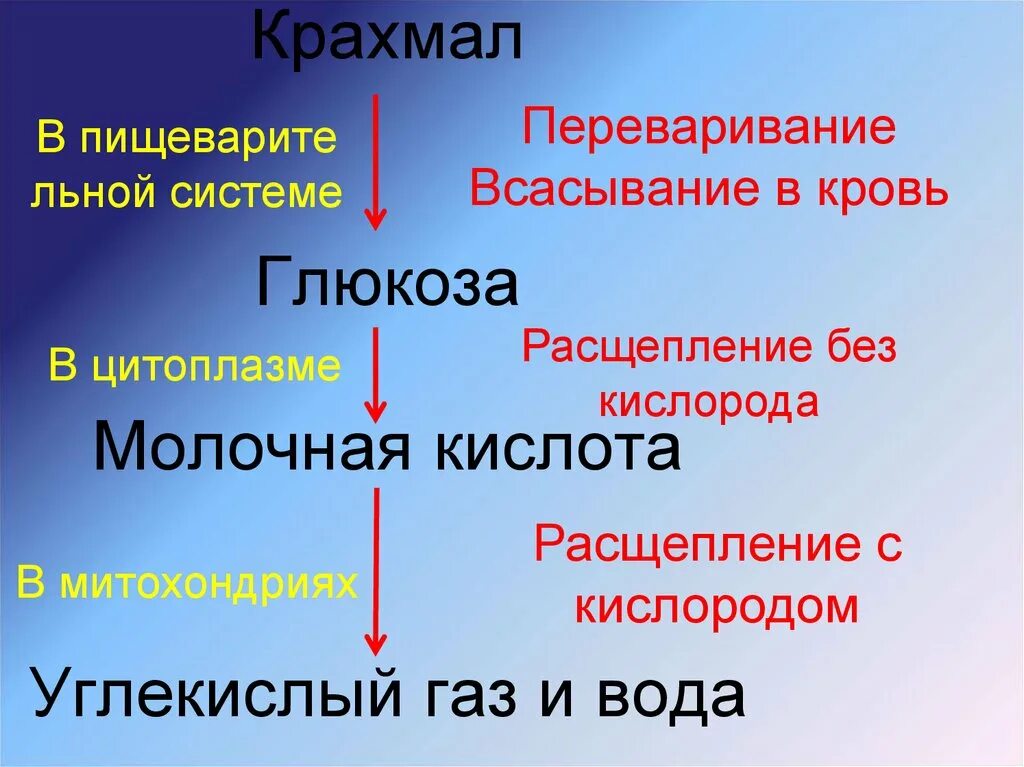 Глюкоза углекислый газ вода. Превращение крахмала в глюкозу. Молочная кислота расщепляется на. Крахмал Глюкоза. Крахмал молочная кислота.