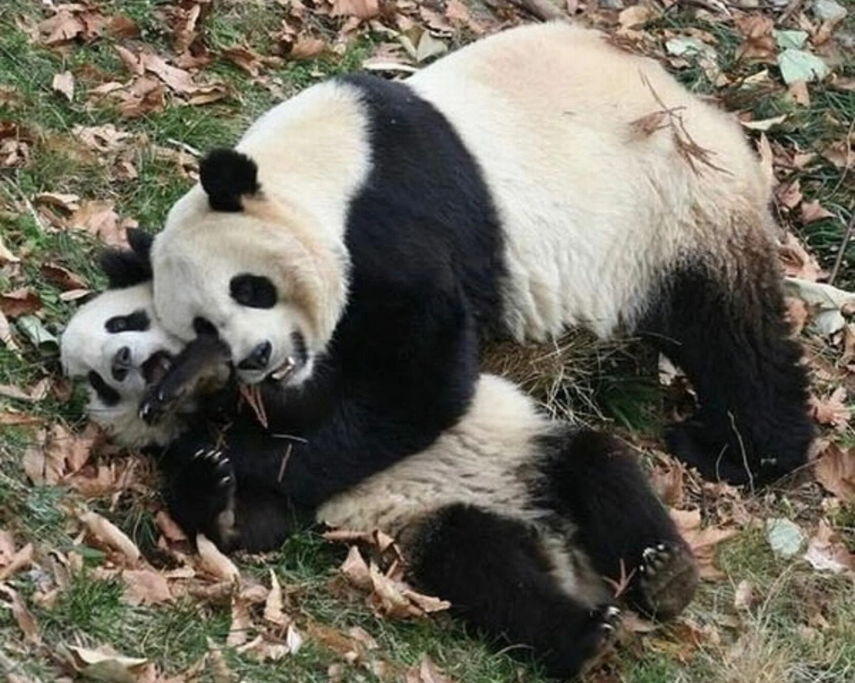 Внутренние чувства животных. Шкода панда. фото нежность звери. panda hugs. эмоции животных в рисунках и фотографиях 4 класс окружающий мир фото.