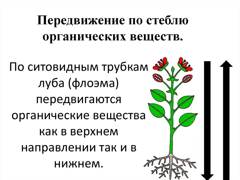 Процесс передвижения веществ в растении. Передвижение по стеблю органических веществ. передвижение минеральных и органических веществ в растении. транспорт воды и минеральных веществ в растении. передвижение воды и питательных веществ в растении.