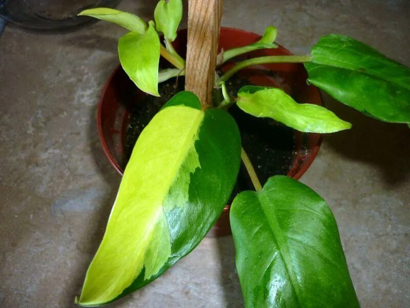 Филодендрон нарроу эскейп. Филодендрон карамель марбл. Филодендрон карамель марбл. Филодендрон ред принц. Филодендрон серратум мозаик сплэш.