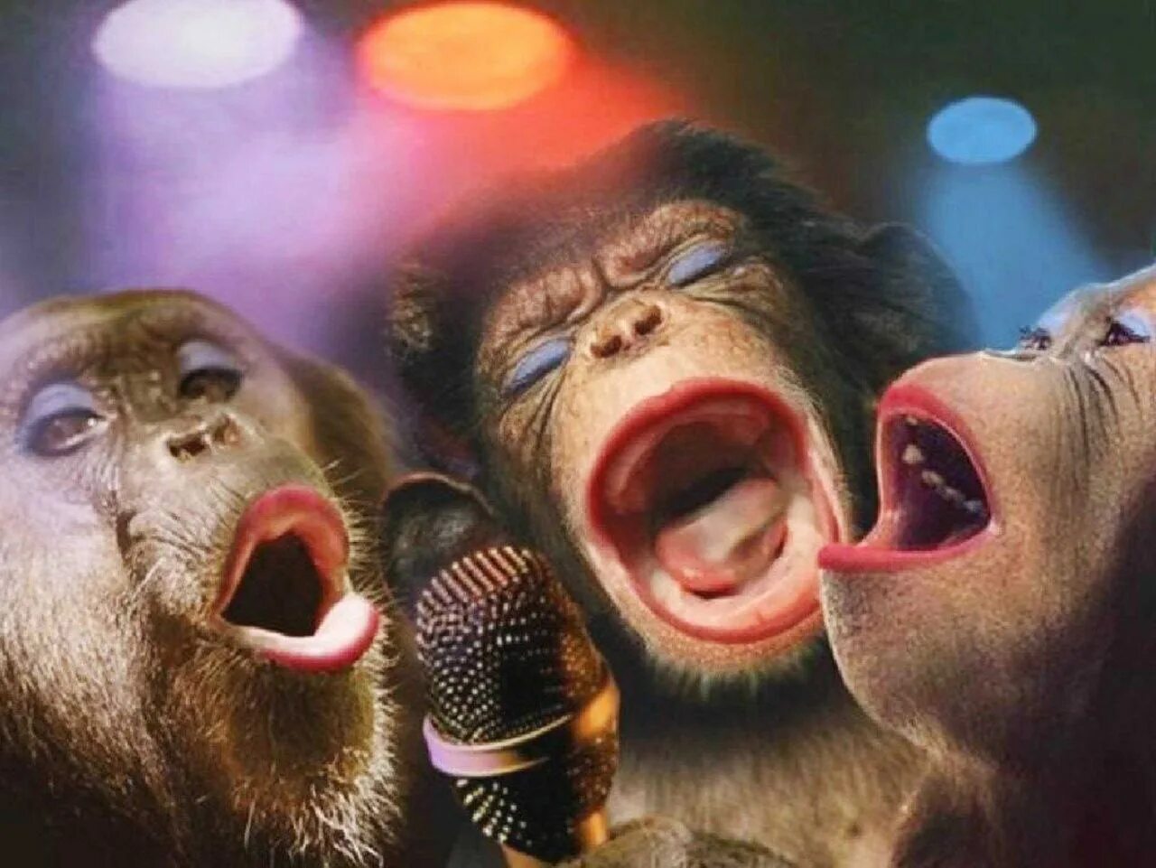 Караоке песни брат. Обезьяна поет. Смешные обезьяны. С днем рождения обезьяна. С днём рождения обезьяны поют.