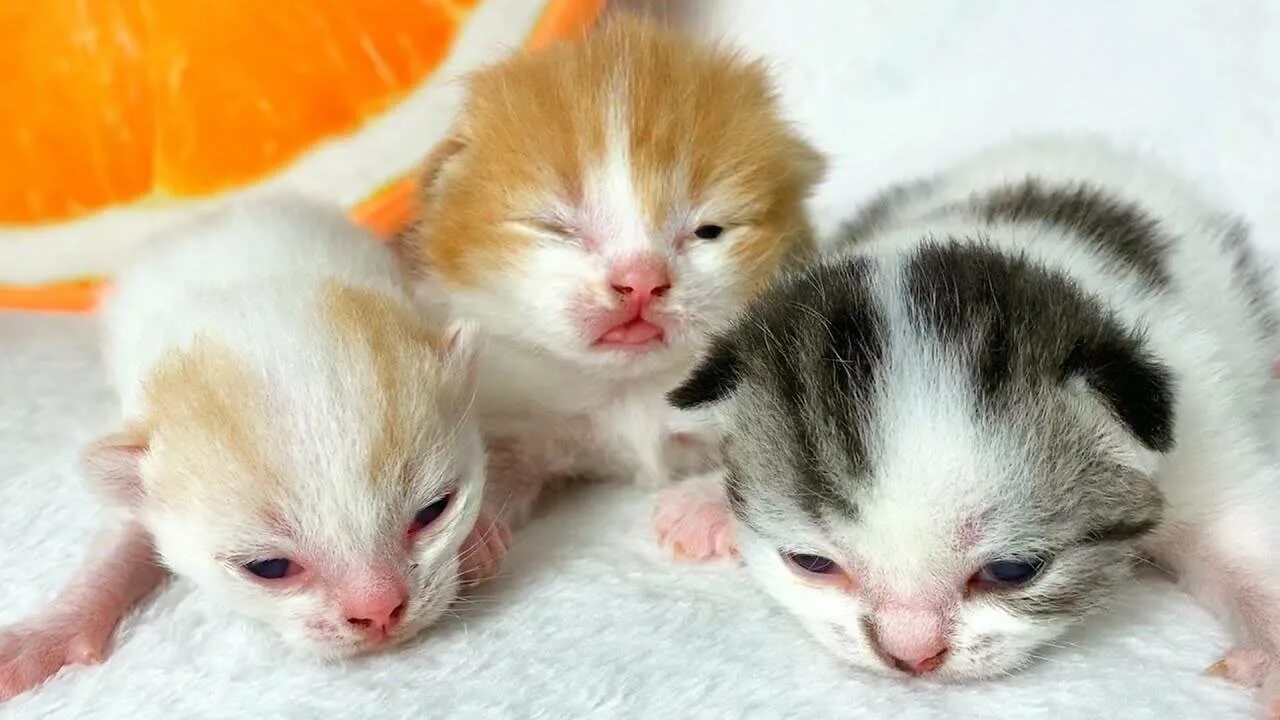 Сколько дней после рождения котята открывают глаза. Котята открывают глаза. Новорожденные котята. Котята открывают глазки. Когда котята открывают глаза.