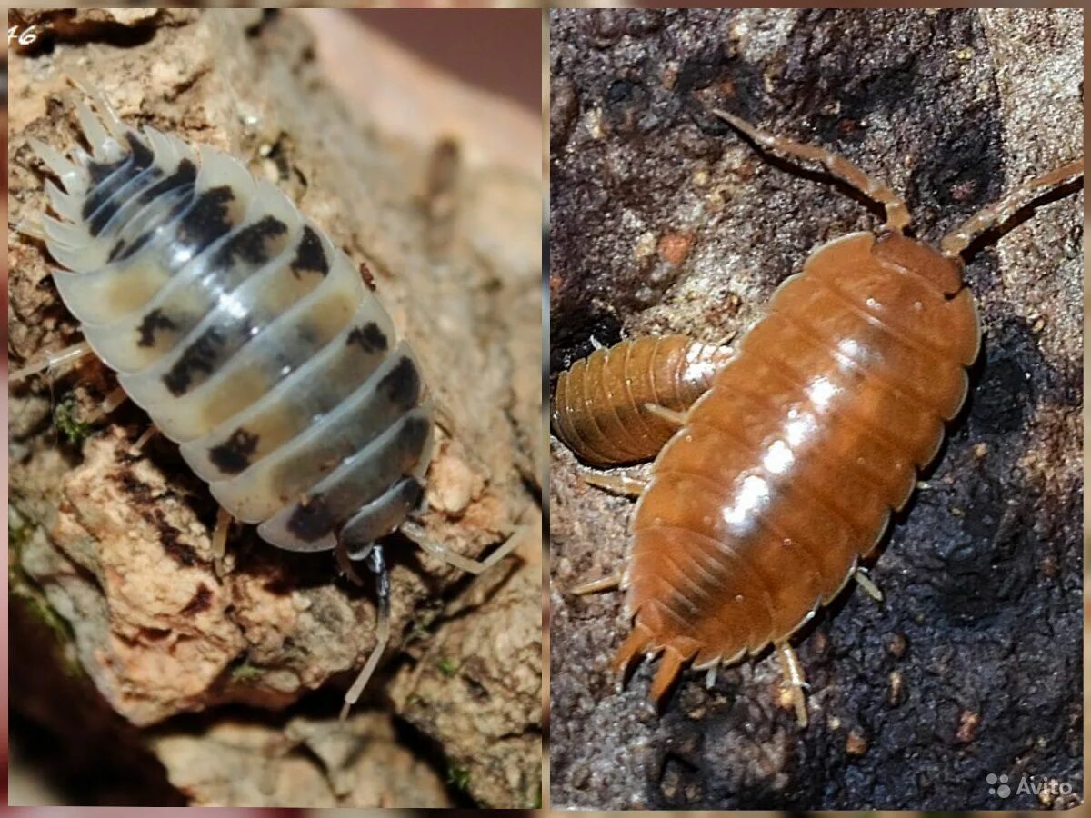 Мокрицы вред для человека. Мокрицы Armadillidium vulgare. Мокрица Жук личинки. Таракан мокрица. Жук мокрица в доме.