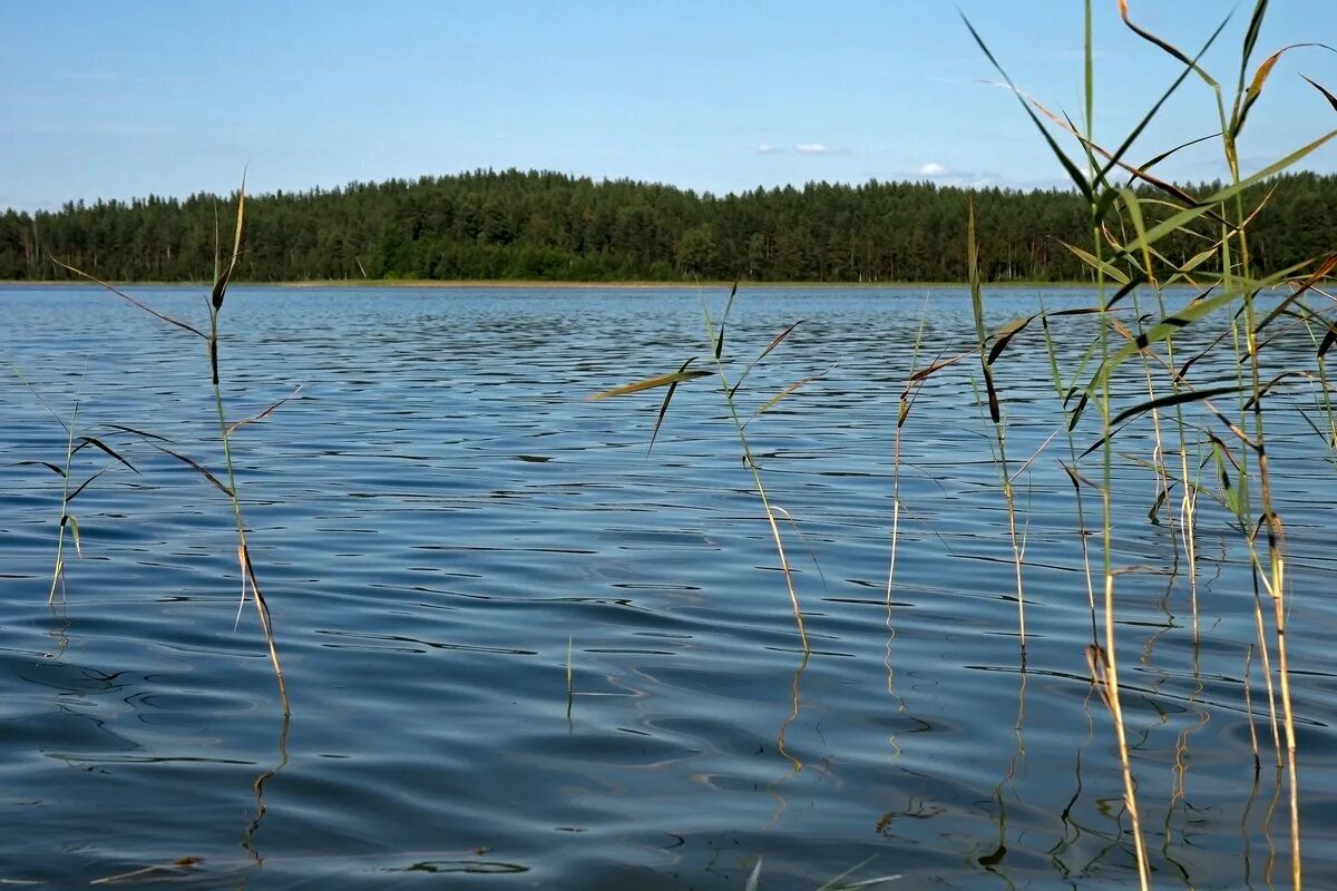 Белое озеро летом. Белое Юховское озеро на карте.