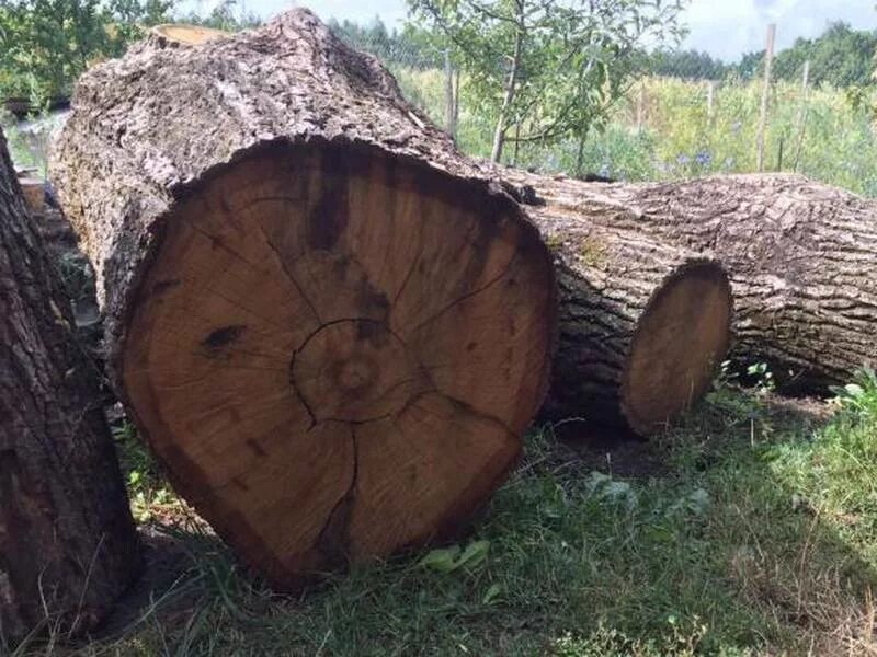 Спилил огромное дерево