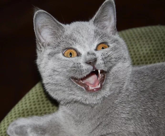 Как выглядит как там. Как выглядит как выглядит кот. Сиреноголовыи в риаоьнои жизни. Смешные мемы с котами. Марианские острова остров гуам.