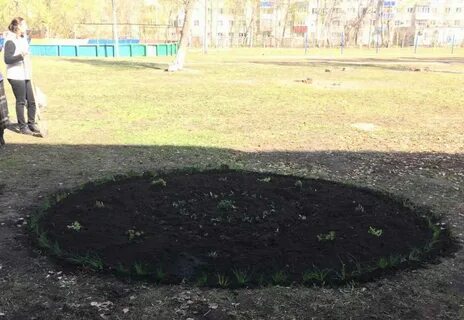 Для озеленения школы купили 102 цветка