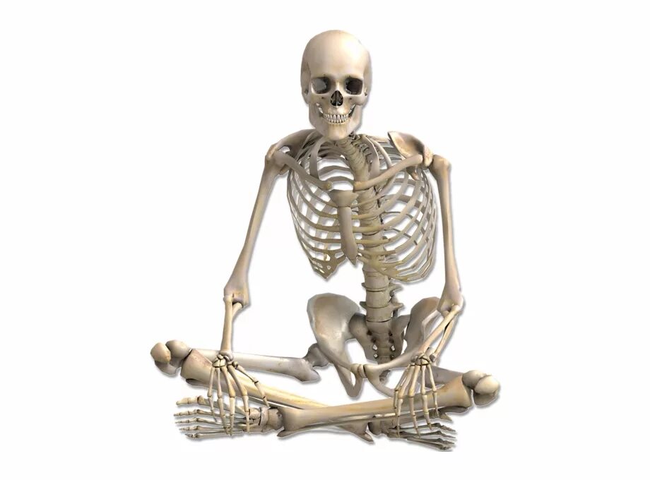 Амортизация скелета. Скелет человека. Скелет сидит. Скелет на прозрачном фоне. Скелет лежит.