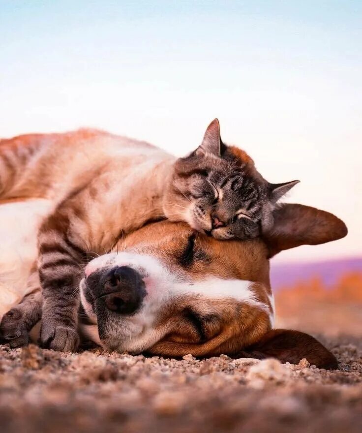 Твои любимые животные