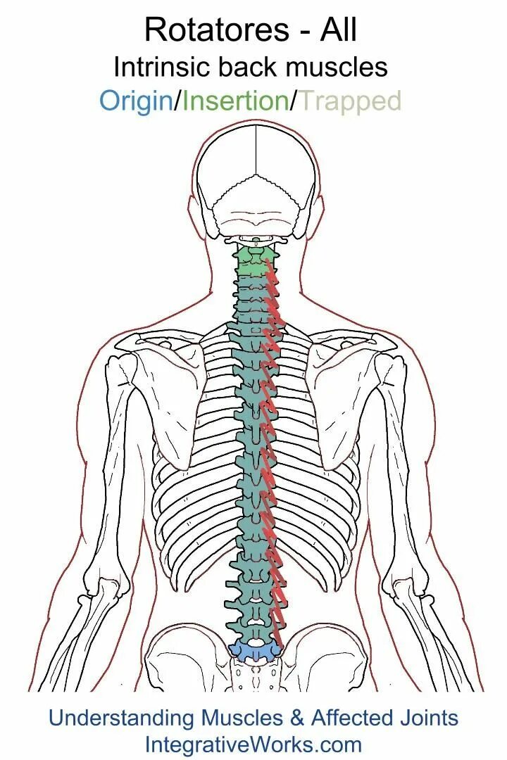 Back between. Mm Rotatores длинные рисунок. Trigger point. Nagatori. Pain in the back.