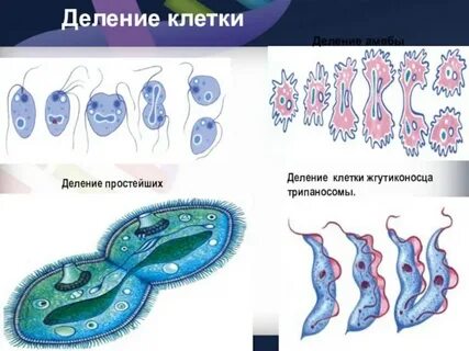 Способы размножения одноклеточных организмов