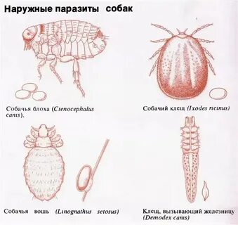 Внешние паразиты
