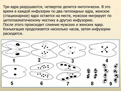 Конъюгация амебы
