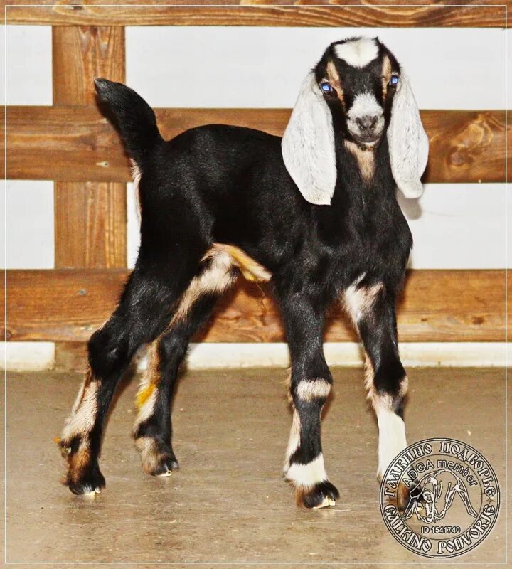 Купить нубийскую козу на авито. Альпо-нубийские козы. Англо-нубийская чёрная коза. Нубийские козы белые. Англо-нубийская коза белая.