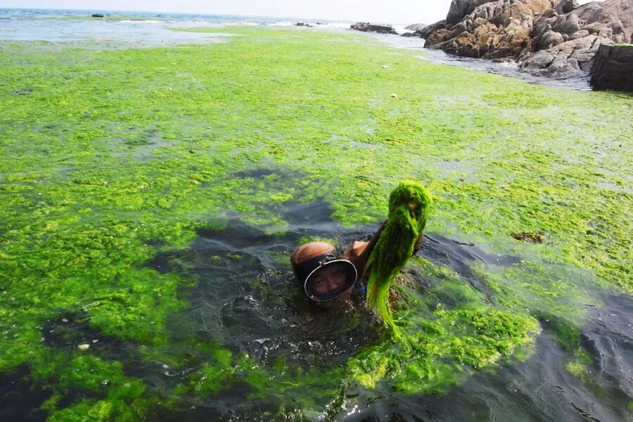 Водоросли в воде. Болотные водоросли. Тиной называют