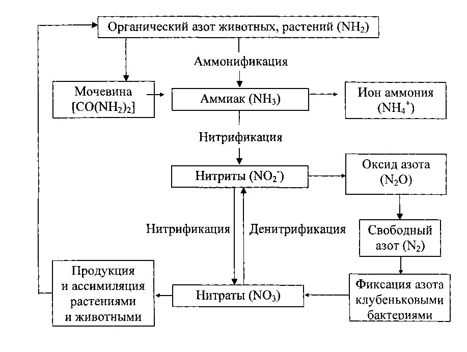 Аммонификация азота схема. Биогеохимический цикл фосфора схема. Цикл азота схема денитрификация нитрификация. Аммонификация в круговороте азота. Аммонификация