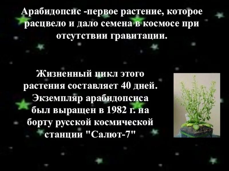 Какое растение первое зацвело в космосе. Арабидопсис растение в космосе. Растения в космосе интересные факты. Растения в космосе презентация. Первое растение в космосе.