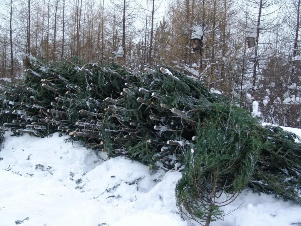 Вырубка хвойных. Срубленные елки. Рубка елок. Срубленная ель. Срубленная елка.