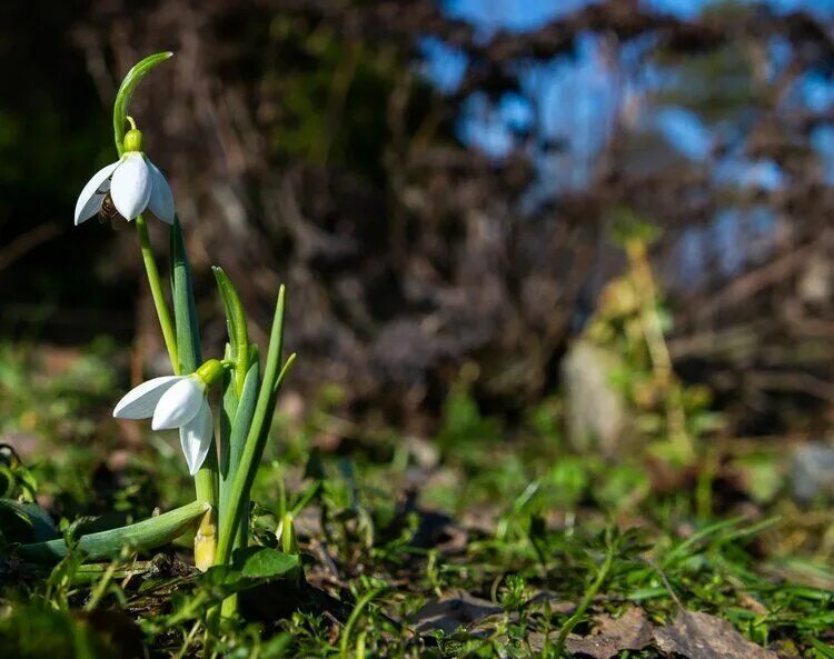 Galanthus – «молочный цветок». Первоцветы галантусы. Галантус Карелия первоцвет. Хитон подснежника. Подснежники купить екатеринбург