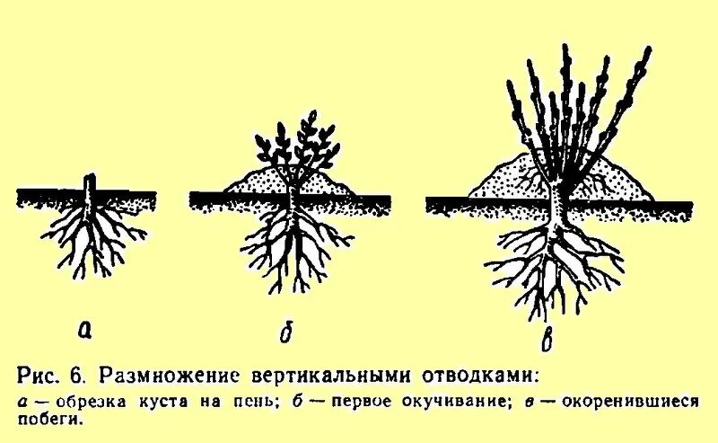 Черенками смородины отводками крыжовник. Размножение смородины отводками. Размножение крыжовника отводками. Укоренение черенков крыжовника. Размножение смородины отводками.