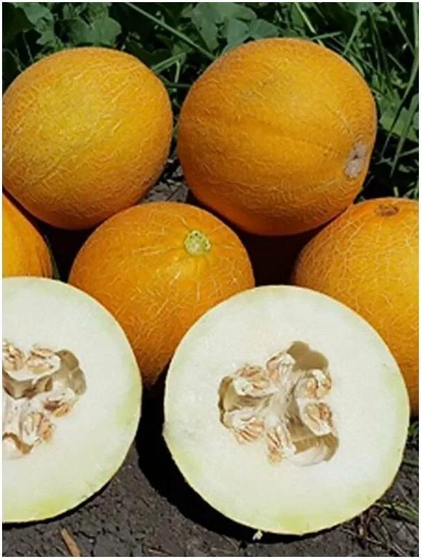 дыня злато. дыня f1 злато скифов семена. дыня f1 злато скифов семена. гавриш. автор.