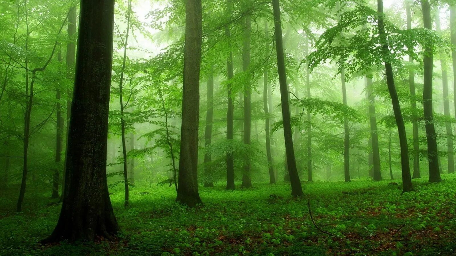 Dense forest