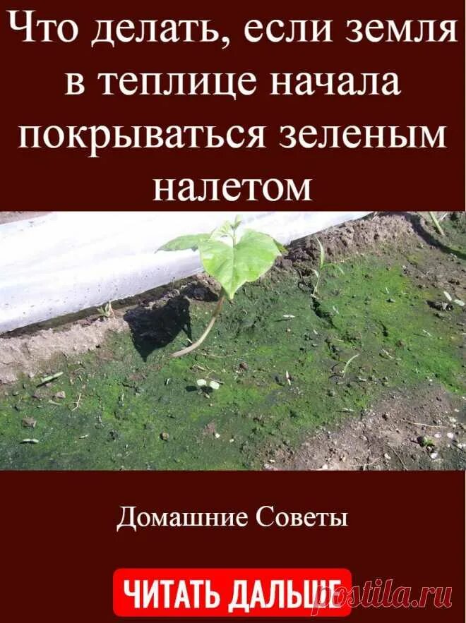 Зеленеет земля что делать. Земля в парнике позеленела. Позеленела почва в теплице. Зеленая почва в теплице. Зеленеет земля в теплице.