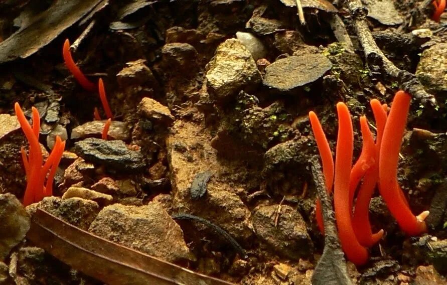 Водоросли не расчленены на. Clavulinopsis corallinorosacea. Коралл гриб Maui. Огненный коралл гриб. Коралл гребешковый.