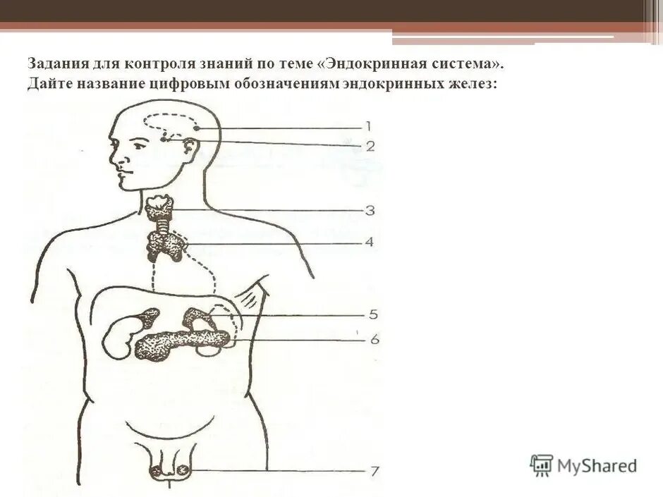 Рисунок эндокринной системы человека. Железы внутренней секреции задания. Железы внутренней секреции человека 8 класс биология. Железы внутренней секреции человека ЕГЭ биология. Железы внутренней секреции человека 9 класс биология.