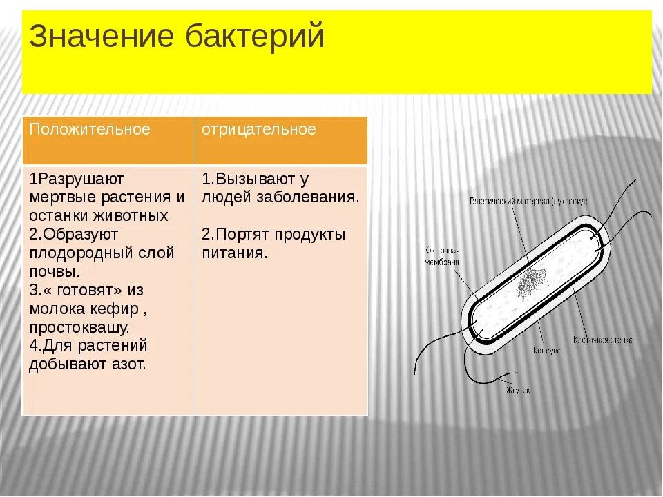 Тест многообразие и значение бактерий и вирусов. Положительное значение бактерий. Положительные и отрицательные бактерии. Положительные бактерии. Значение бактерий положительные и отрицательные.