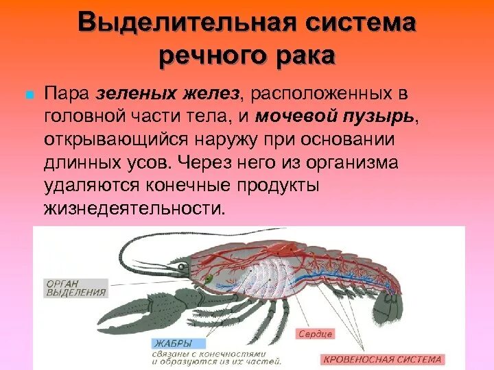 Покровы ракообразных состоят из. Выделительная система ракообразных. Выделительная система ракообразных 7 класс. Зеленые железы ракообразных строение. Выделительная система ракообразных схема.