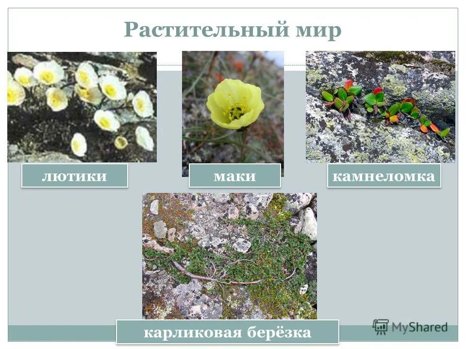 Выберите растения арктических пустынь. Растительный мир арктических пустынь в России. Арктическая пустыня растительность. Растения зоны арктической пустыни. Растения арктических пустынь.