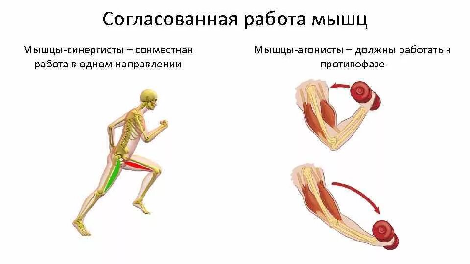 Работа мышц синергистов и антагонистов. Мышцы антагонисты и синергисты схема. Разгибание голени мышцы синергисты. Мышцы агонисты и антагонисты.