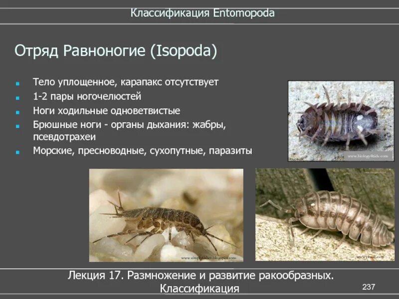 Какую среду обитания освоила мокрица