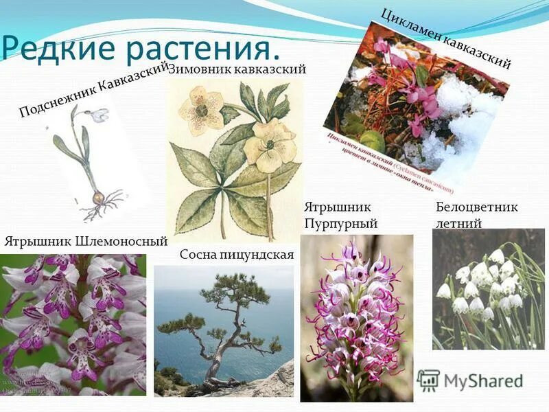 Редкие растения названия. Редкие растения Кубани. Редкие растения Краснодара. Растения красной книги Краснодарского края. Список редких растений