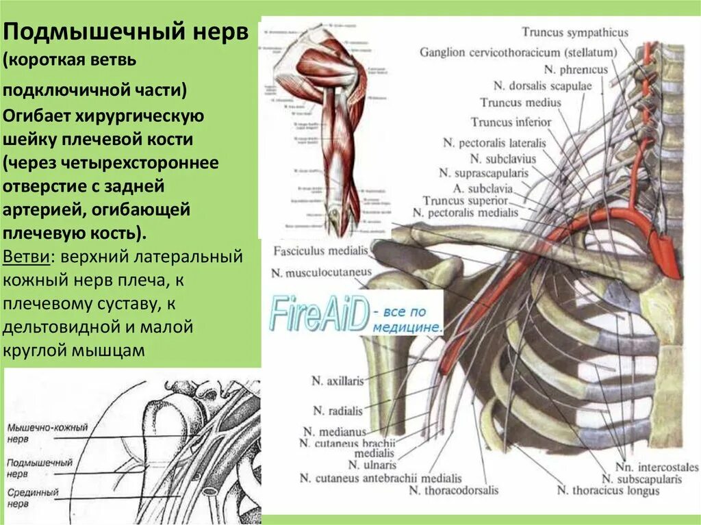 Подкрыльцовый нерв топография. Ветви плечевого сплетения анатомия. Подкрыльцовый нерв анатомия. Подмышечный нерв, с5-с6.
