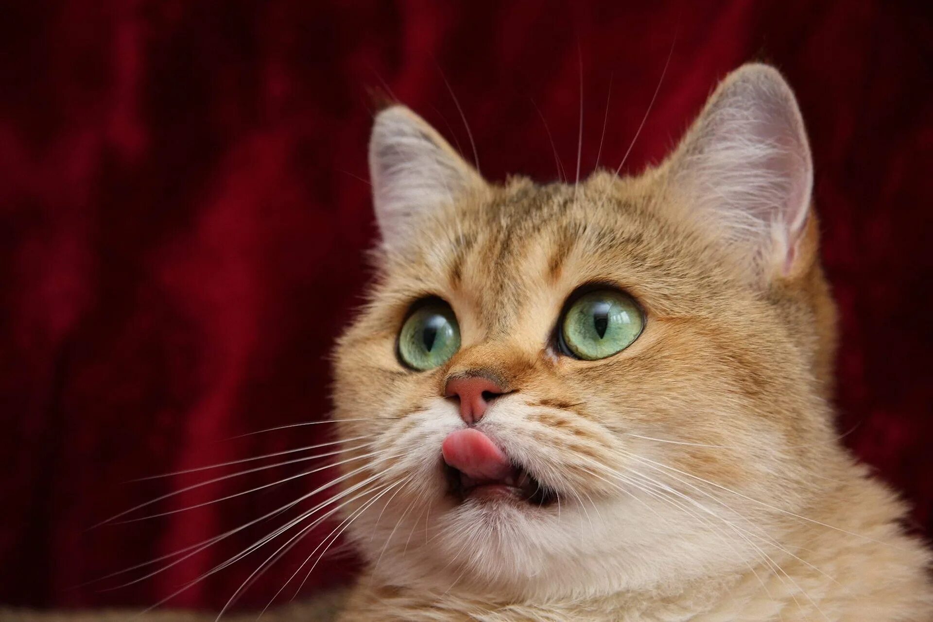 Коти нет
