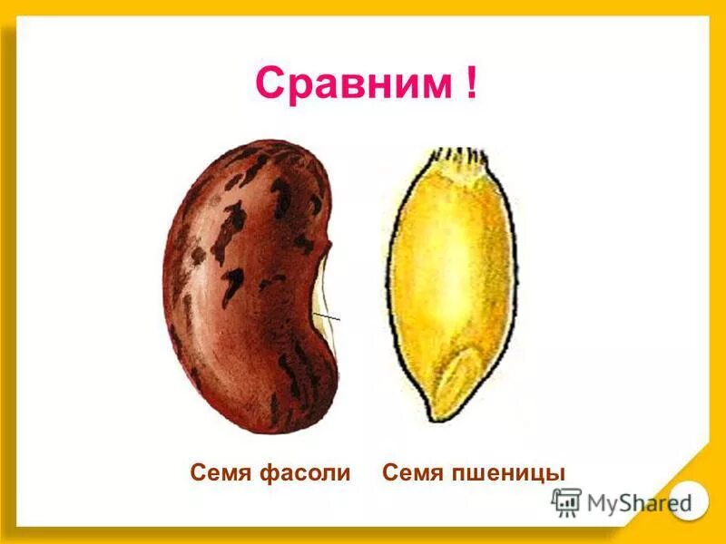 строение семени общая характеристика. строение семени покрытосеменных. биология 6 класс строение семян зерновки и пшеницы. строение семени двудольного растения фасоли. семя фасоли и семя пшеницы.