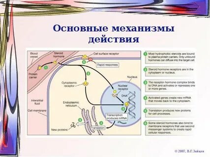 Механизм стероидных гормонов