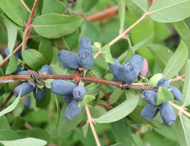 Local plant. Жимолость ягода. Жимолость осенью. Севастопольская жимолость. Жимолость Лесная.