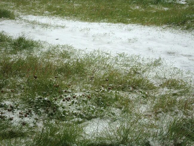 Выпадение осадков в виде снега. Первый снежные осадки Смоленск. Снег в июне Арзамас. Снег в июне 2003 или 2004-2.