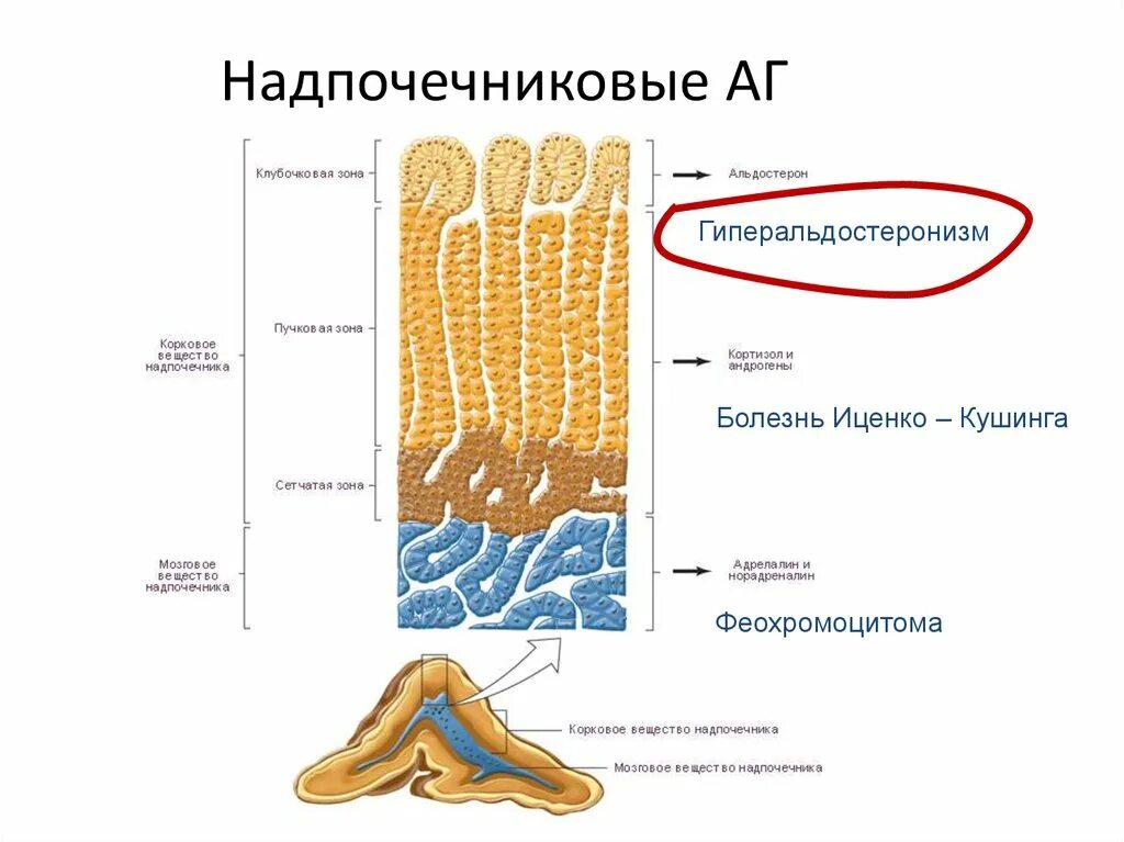 Наружный слой коры надпочечников. Корковое вещество надпочечников. Сетчатый слой коры надпочечников. Пучковой зоне коры надпочечников.