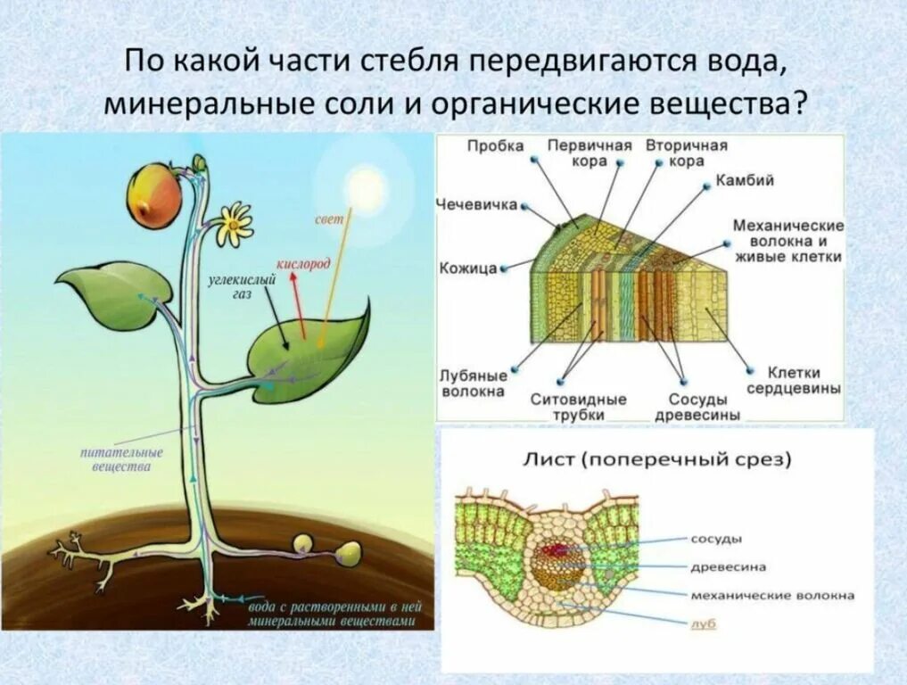 Схема передвижения питательных веществ по растению. По какой части стебля передвигаются органические вещества. Передвижение по стеблю органических веществ. Передвижение веществ у растений.