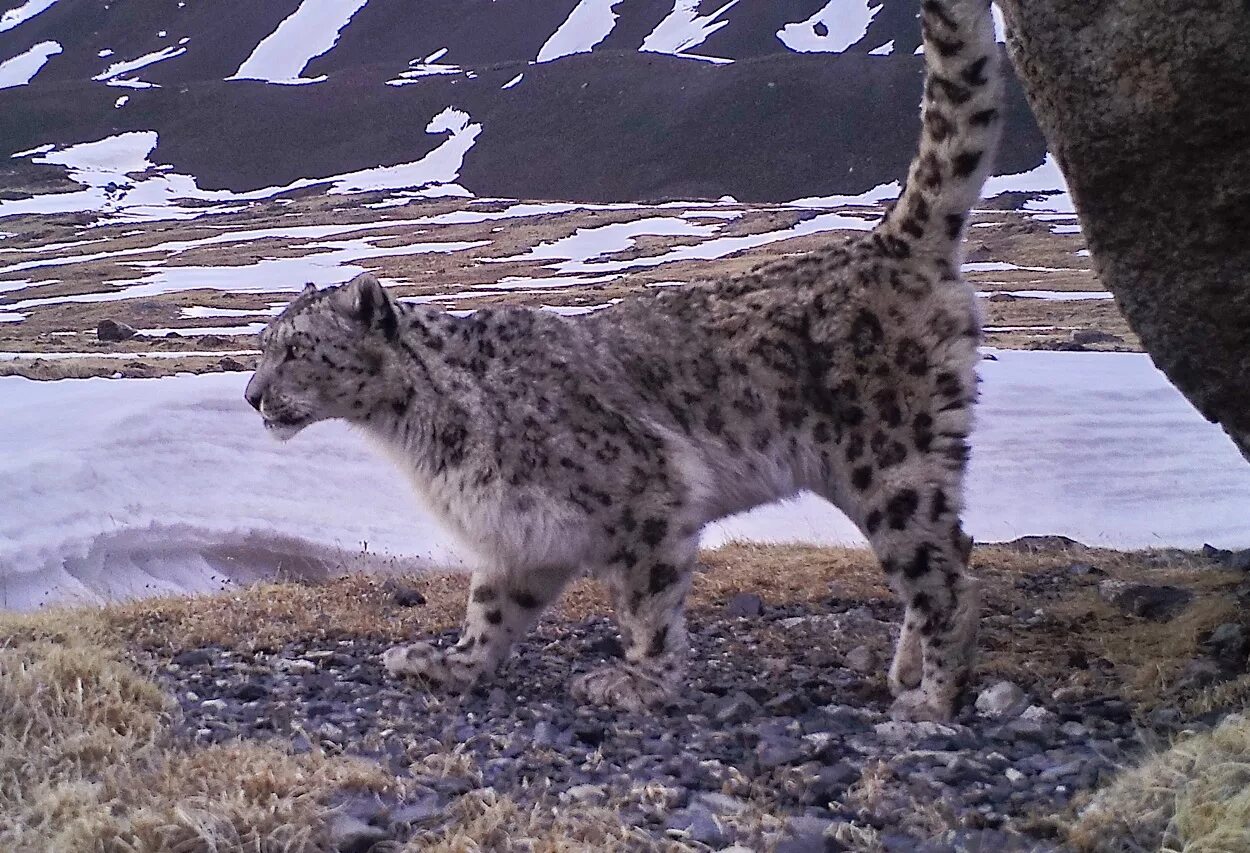 Зубр. Какие животные обитают в алтайском. Рысь в ильменском заповеднике. Млекопитающие алтайского заповедника. Убсунурская котловина снежный барс.