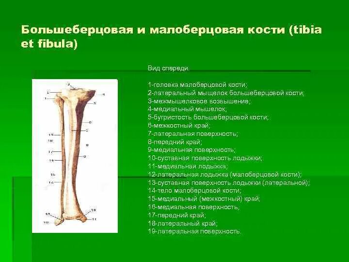 Находится берцовая кость. Большеберцовая кость бугристость большеберцовой кости. Головка большеберцовой кости анатомия. Бугристость большеберцовой кости анатомия. Берцовая и малоберцовая кости.