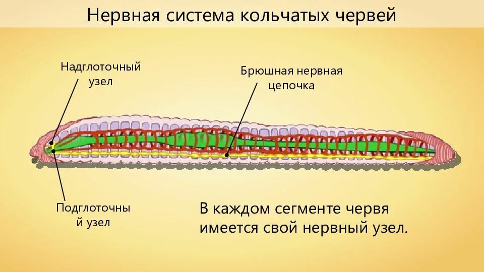 Крокодил спинной мозг дождевой червь. Строение нервной системы кольчатых червей. Нервная система система кольчатых червей. Нерв система кольчатых червей. У кольчатых червей есть нервная система.