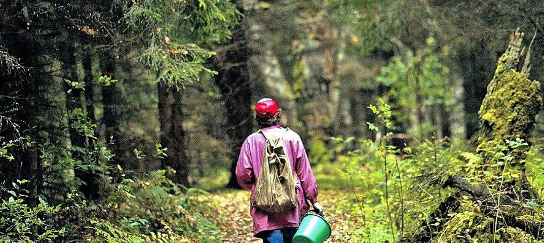 Заблудиться в лесах России опасность. Оля потерялась в лесу. Заблудилась в лесу не ссу. Если дети заблудились в лесу. 1 из 3 в котором можно заблудиться