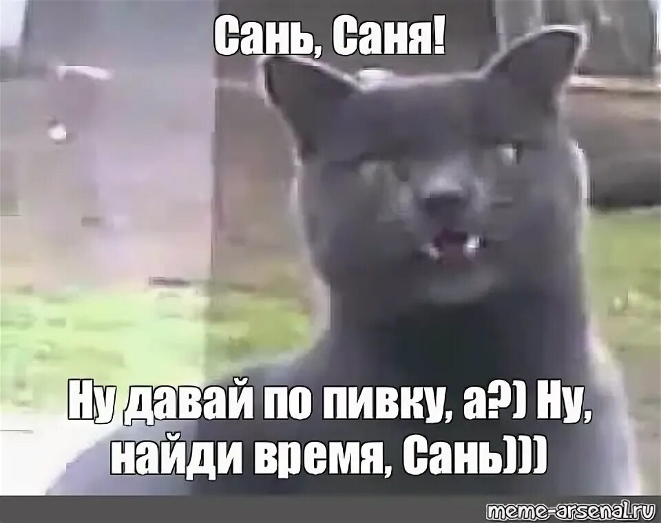 Кот Саня. Саня пусти. Саня Открой кот. Саня Мем.