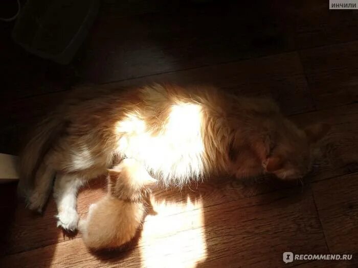 Почему кошка трясется