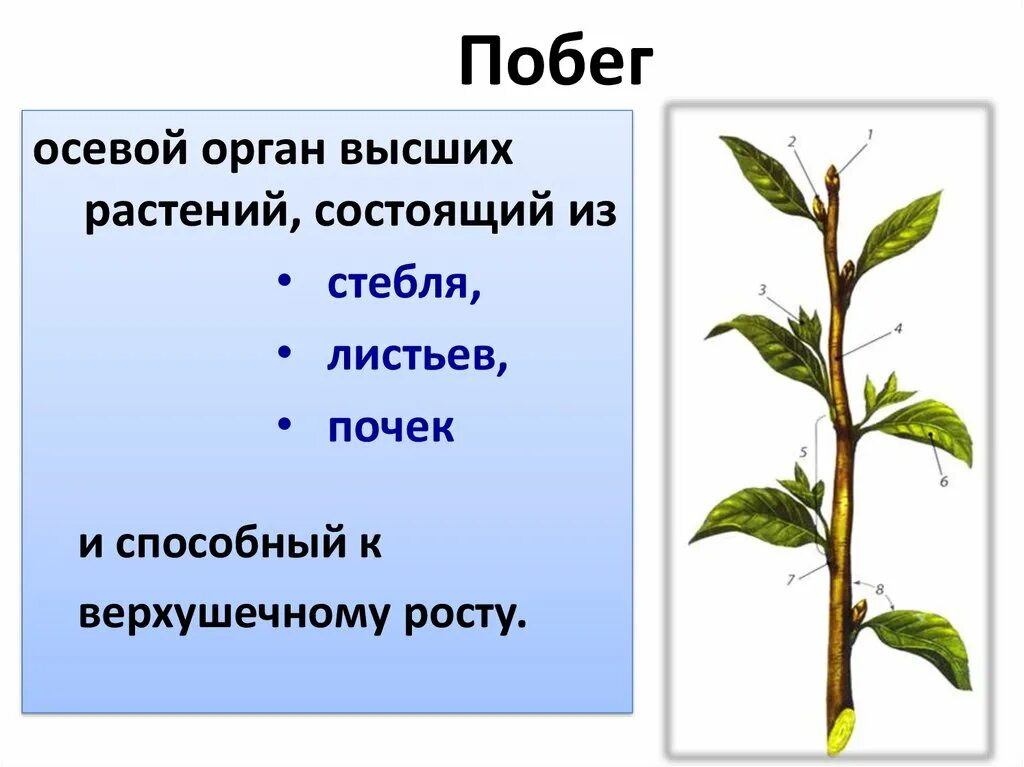 Вегетативный побег растения. Органы растения .почка.побег.листья. Органы растения побег стебель лист почка. Побег орган растения. Побег состоящий из листьев почек называют
